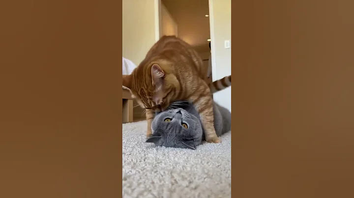 Video 11692211: britishshorthair catlife catlover kitten, cats britishshorthair catlife catlover, britishshorthair pets kitten cutecat, cutecat funnycat britishshorthair, britishshorthair cat animals, catlover cute funny