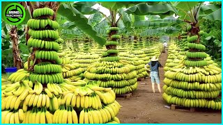 The Most Modern Agriculture Machines That Are At Another Level , How To Harvest Bananas In Farm ▶2