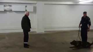 Politi Hund Oppvisning / Police Dog Public Show Politi Hund Oppvisning / Police Dog Public Show