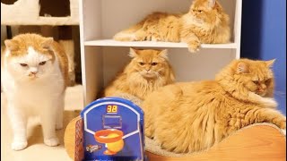 Dangerous Cat Basketball  〜茶猫のバスケ〜 by マンチカンズTV - Munchkins' TV - 6,304 views 4 years ago 6 minutes, 6 seconds