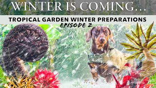 Winter Gardening Preparations - Alocasia, Colocasia, Houseplant & Ensete Overwintering Care Tips