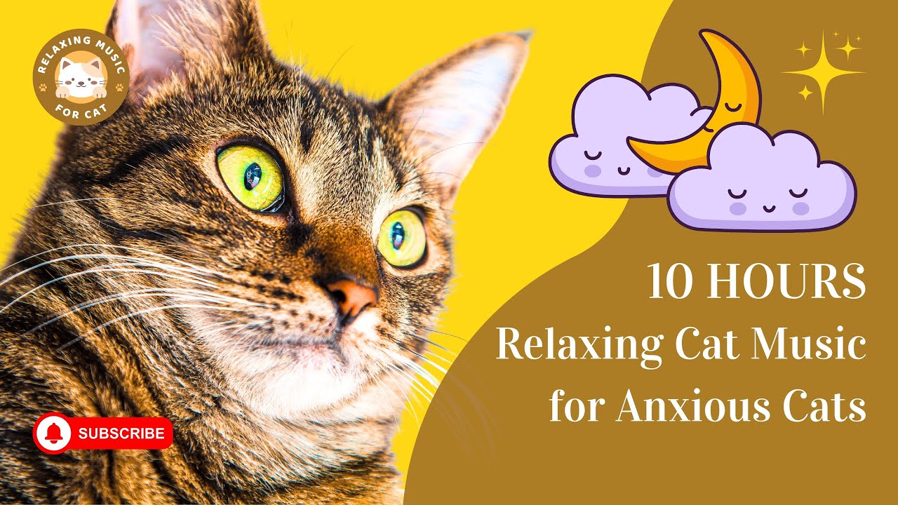 Picture of Relaxing Cat Music for Anxious Cats 10 Hours 🐾 Relaxing Music For Cat ...