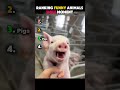 Funny Animals Smile Moment😂 #shorts #viralshorts #animals #cat #dog