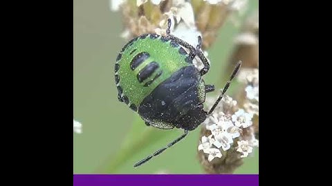 Pentatomidae beetle, shield bugs. Insect for stockvideo (Macro shot)