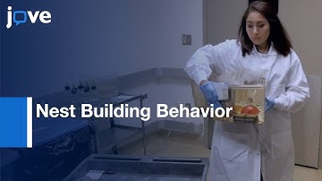 Nest Building Behavior As Early Indicator Of Behavioral Deficits In Mice l Protocol Preview