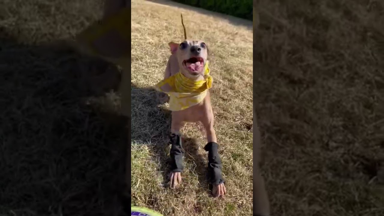 Wiggle wiggle