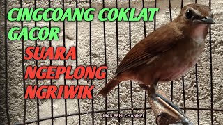 CINGCOANG COKLAT GACOR SUARA NGEPLONG NGERIWIK