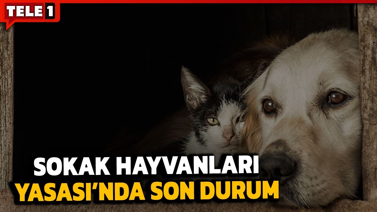 Hayvanlarda kısırlaştırma sonrası obezite | SAĞLIK GÜNDEMİ (11 MART 2026)