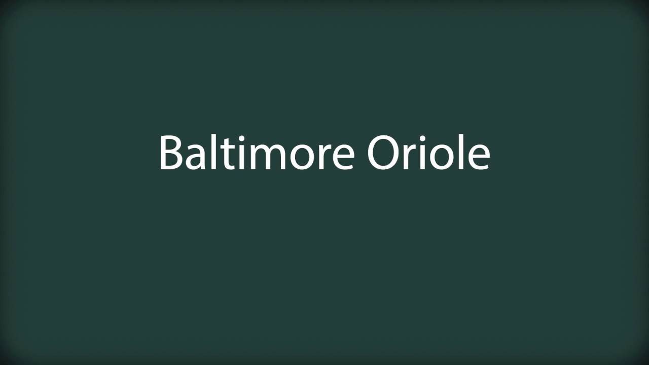 how-to-pronounce-baltimore-oriole-youtube