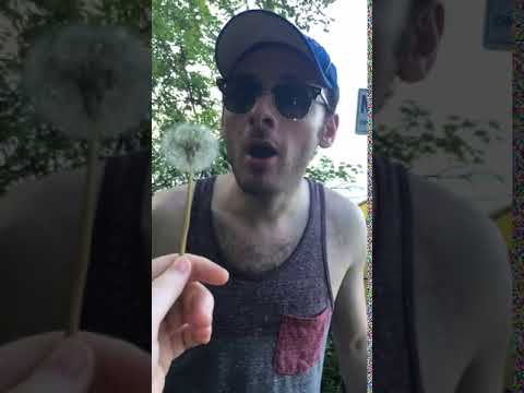 The Dandelion Prank