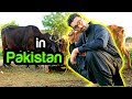 FAZAL-UD-DIN in PAKISTAN | Sham Idrees