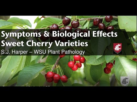 Video: Vyšnių avietų lapų liga – vyšnių avietės lapų simptomų atpažinimas