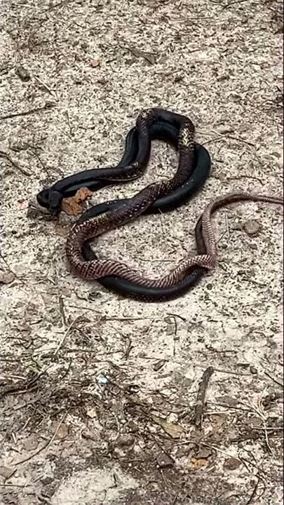 Black Snakes Mating