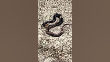 Black Snakes Mating