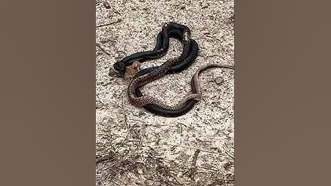 Black Snakes Mating