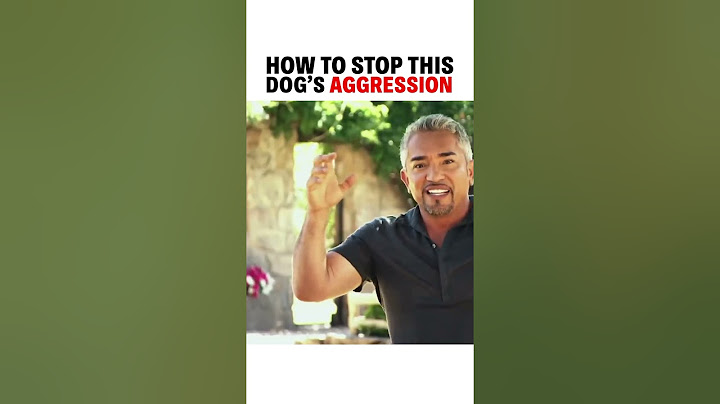 How to stop this dog’s aggression! #dog #dogtraining