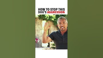 How to stop this dog’s aggression! #dog #dogtraining