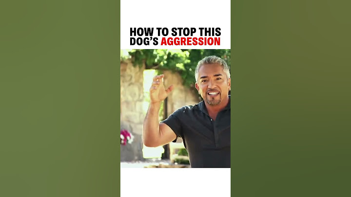 How to stop this dog’s aggression! #dog #dogtraining
