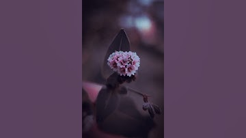 Flowers From Macro Shots - 4K Video #macro #macroflowers