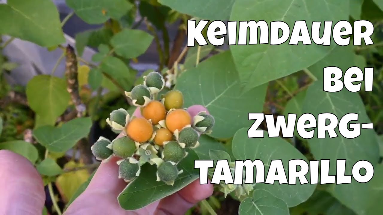 Zwergtamarillo keimt nach 7–10 Tagen? Der Aussaatversuch im Garten