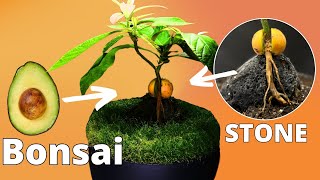 Avocado BONSAI from Seed Timelapse! (275 Days)