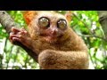 Долгопят/Tarsier