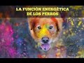 La función energética de los perros...SON MAESTROS DE VIDA