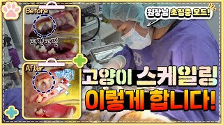 [고양이 스케일링 2편] 치료 과정 A to Z 공개! 스케일링 안 하면 큰일나는 이유? 😨 (Feat. 원장님의 장인 정신 🐱🦷)