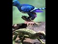 Sapeornis vs Petrolacosaurus #shorts