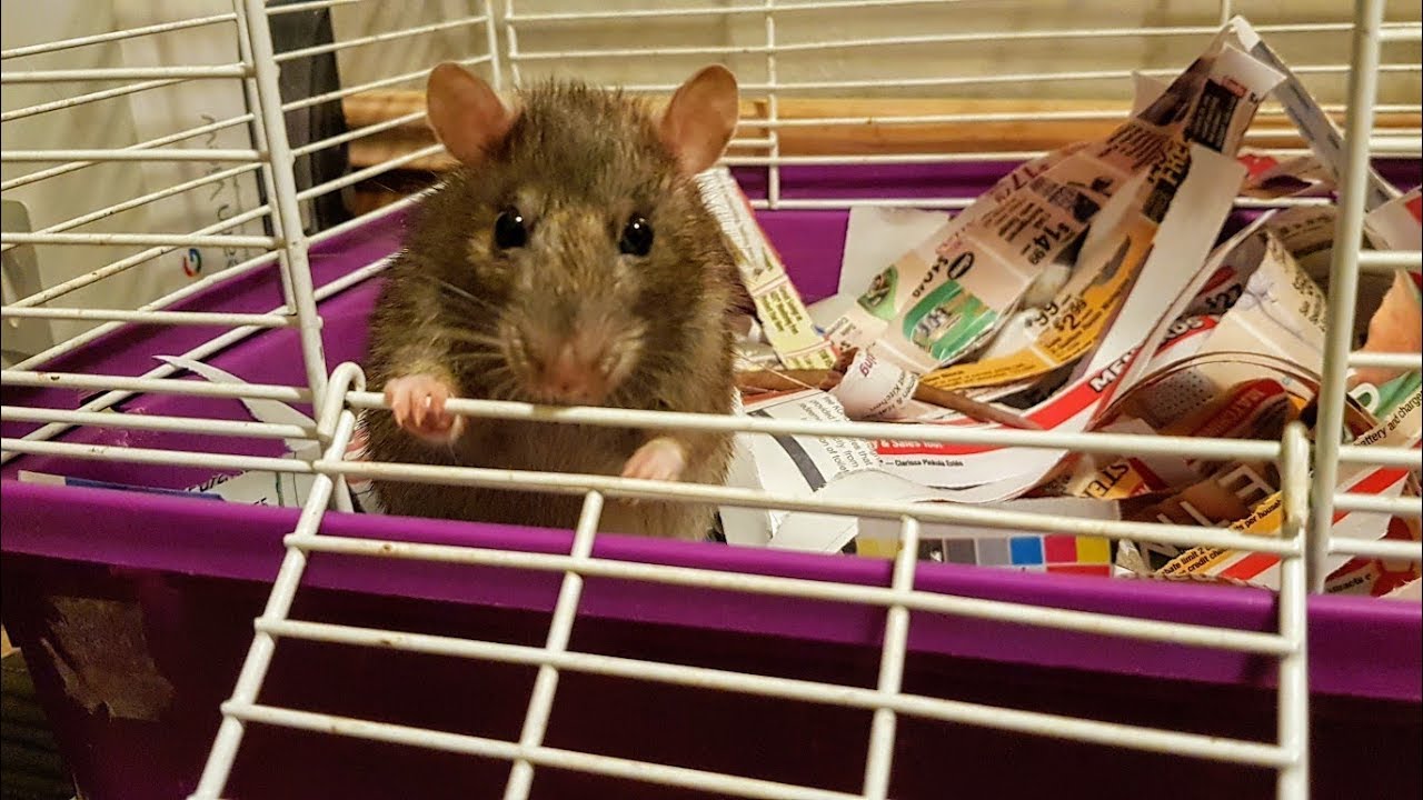 Pregnant rat getting herself situated in maternity cage - YouTube