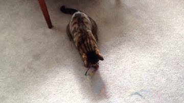 Module 11 Video 2: Standing Waves and Resonance