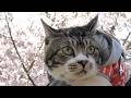 リキちゃんとお花見～桜編～　リキちゃんの思い出動画【リキちゃんねる　猫動画】 キジトラ 猫のいる暮らし