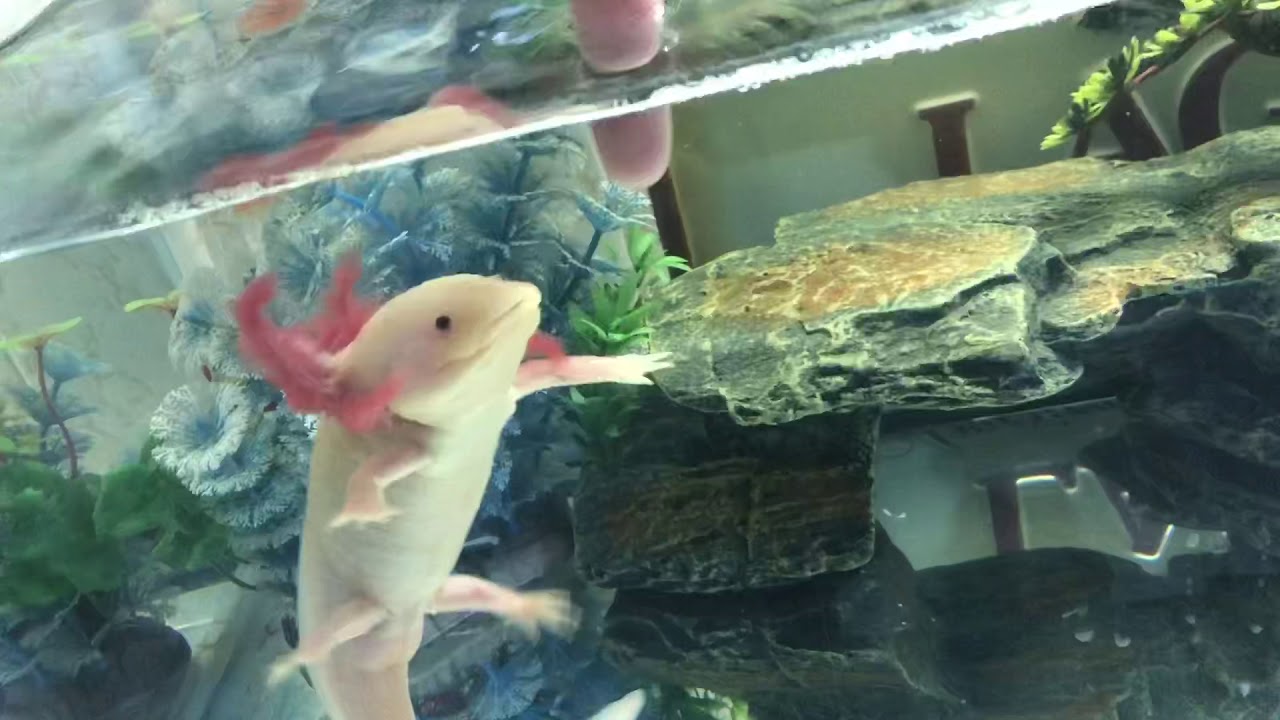Axolotl Attack YouTube