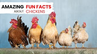 Amazing Fun Facts About Chickens | Discover the Surprising World of Backyard Buddies!