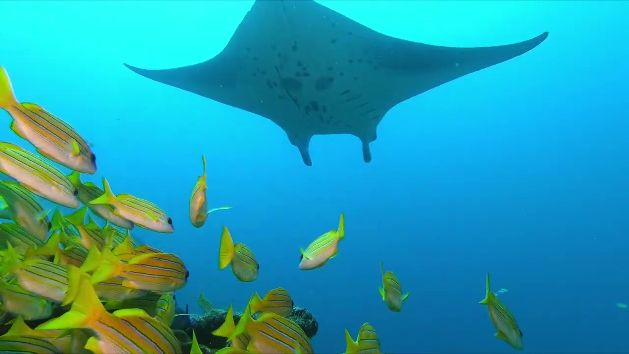 Maldives 2022