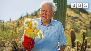 David Attenborough encounters the most DANGEROUS plant in the desert! 😲🌵 The Green Planet 🌱BBC screenshot 3