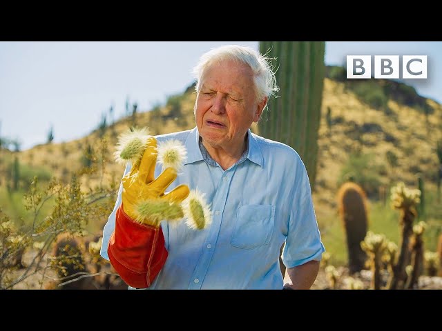 David Attenborough encounters the most DANGEROUS plant in the desert! 😲🌵 The Green Planet 🌱BBC class=