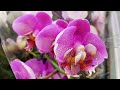 НЕПРИЛИЧНЫЕ цены ШИКАРНЫЕ ОРХИДЕИ фаленопсис LEROY MERLIN ЛЕРУА МЕРЛЕН орхидея orchid phalaenopsis