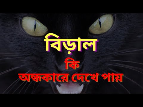 বিড়ালের চোখ  অন্ধকারে জ্বলে কেন ? রহস্য জেনে নিন ।। Why cat&rsquo;s eyes glow in the dark । Manf24