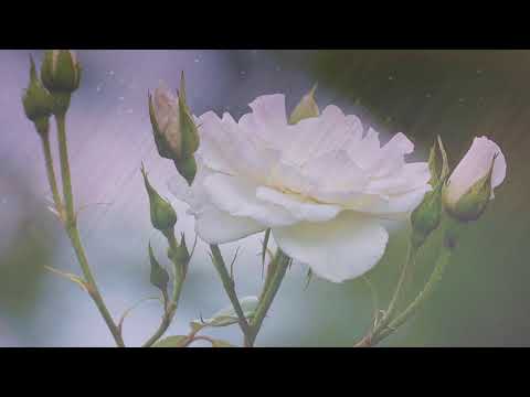 Video: Why Do White Roses Dream