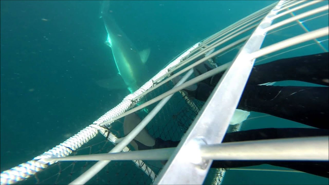 Great White Shark Cage Diving Cape Town, South Africa YouTube
