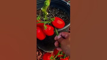 Rahasia petani panen tomat dengan hasil yang sangat memuaskan #shorts