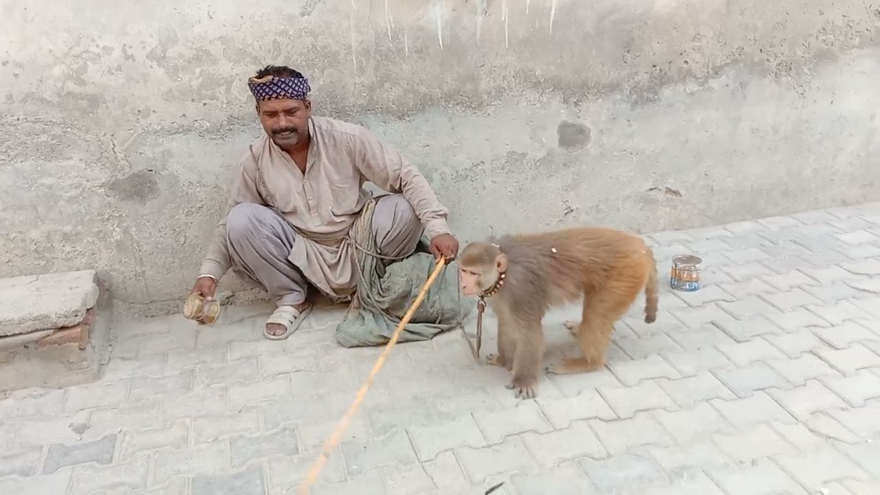 The Monkey show 2 I Bander ka khayal I  