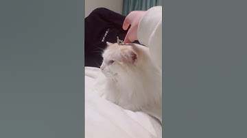 the Prince of Genovia #ragdoll #ragdollcats #princessdiaries