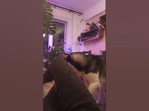 #хаски #хаскитакиехаски - YouTube