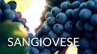 All About Sangiovese
