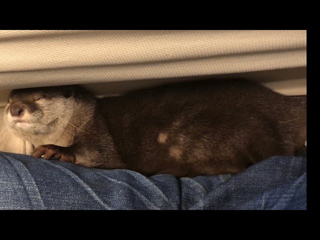 カワウソさくら 飼い主が離れるとわざわざ寄ってきて寝直す Otter once again sleeps