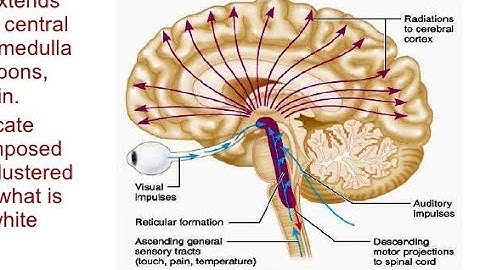 The Reticular Formation CNS PHYSIOLOGY