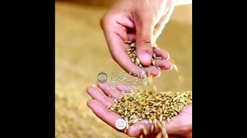 ﴿وَالْأَرْضَ وَضَعَهَا لِلْأَنَامِ﴾ ‏تلاوة هادئة مريحة من سورة الرحمن | إسلام صبحي القرآن الكريم