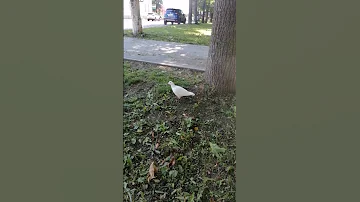 БЕЛЫЙ ГОЛУБЬ СИМВОЛ МИРА!!